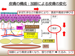 まばたきなどの動きにより、表皮や真皮が伸びる。加齢により真皮が薄くなり、ハリが低下し、たるみやシワにつながる。