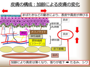 皮膚の構成：加齢による皮膚の変化