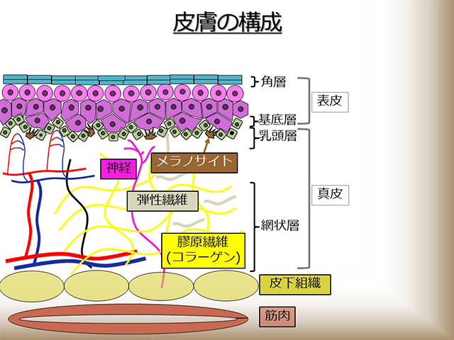 皮膚の構成