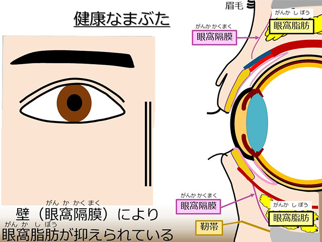 健康なまぶた