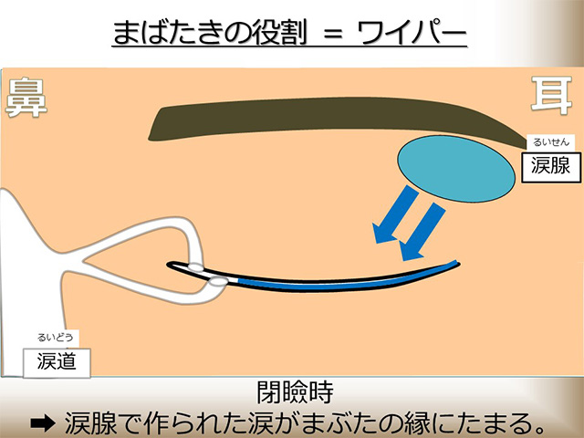 閉瞼時：涙腺で作られた涙がまぶたの縁にたまる