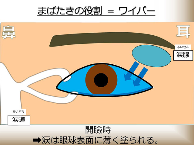 開瞼時：涙は眼球表面に薄く塗られる