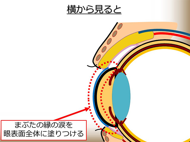 横から見ると：まぶたの縁の涙を眼表面全体に塗りつける