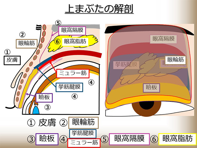 上まぶたの解剖