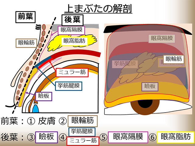 上まぶたの解剖