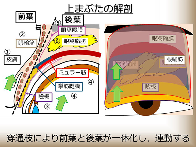 上まぶたの解剖