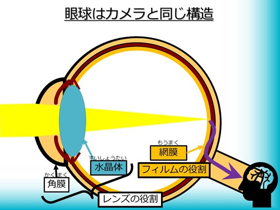 眼球はカメラと同じ構造