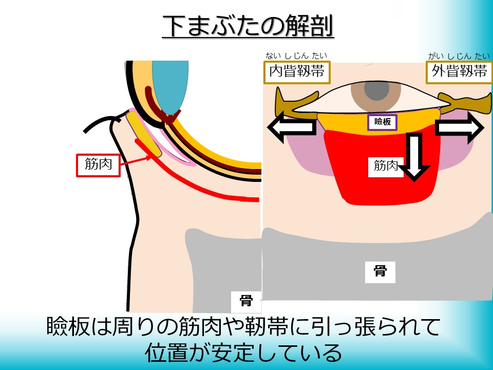下まぶたの解剖