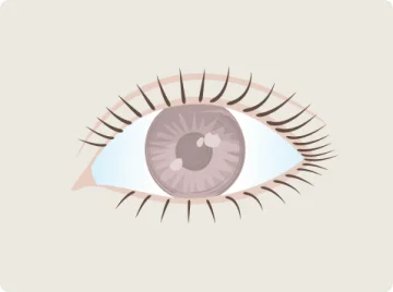 眼瞼下垂手術後に上まぶたが上がった目のイラスト